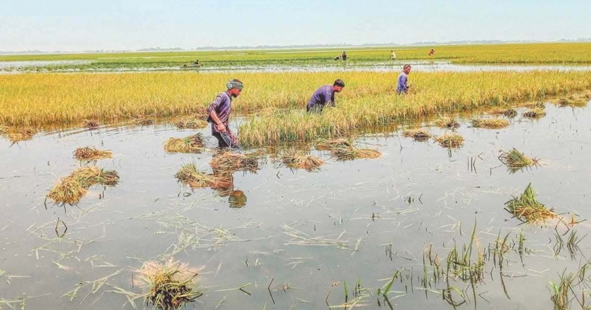 অতিবৃষ্টি ও পাহাড়ি ঢলে ডুবছে পাকা ধান