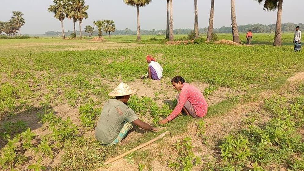 জ্বালানি সংকট ও দাম বৃদ্ধিতে মাগুরায় পাট চাষে শঙ্কা