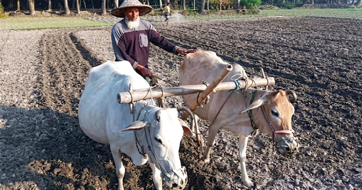 বীরগঞ্জে কৃষিতে হারাচ্ছে গরুর হালচাষ