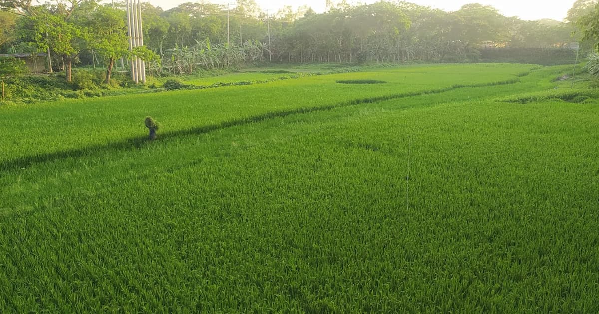 কিশোরগঞ্জে লোডশেডিংয়ের কারণে ব্যাহত হচ্ছে সেচ কার্যক্রম