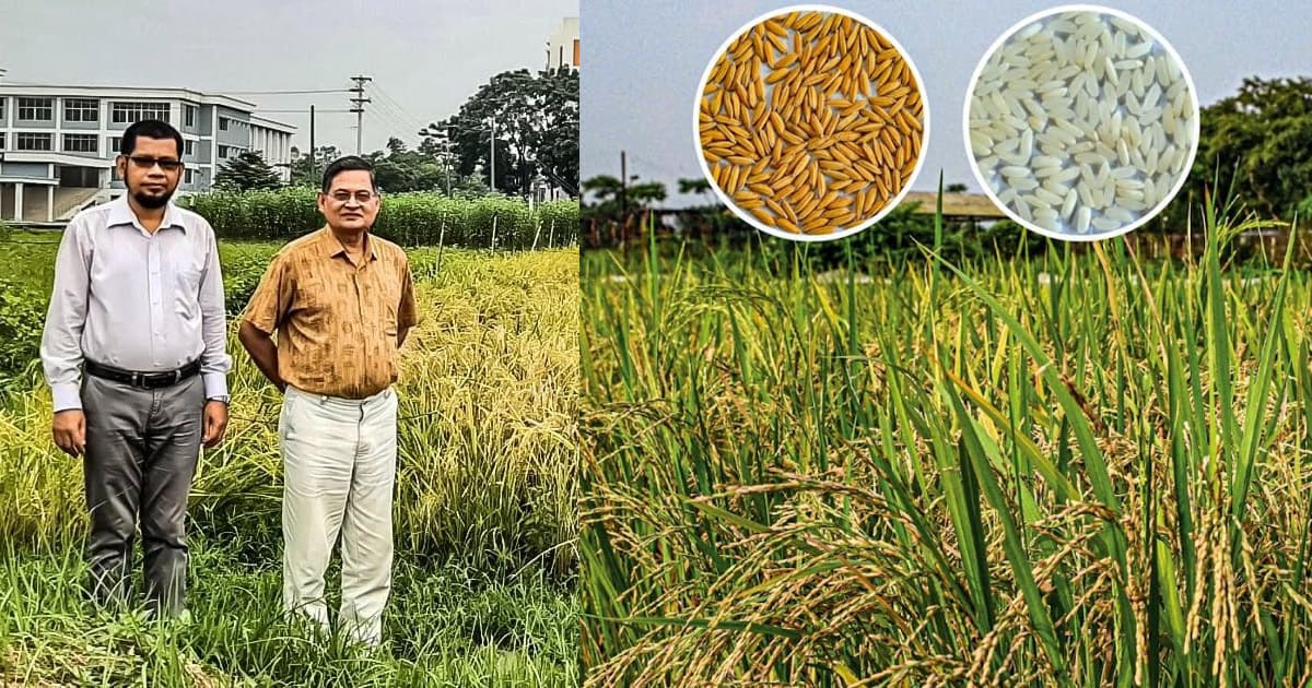 স্বল্পমেয়াদী ও উচ্চ ফলনশীল ‘জিএইউ ধান ৪’ উদ্ভাবন