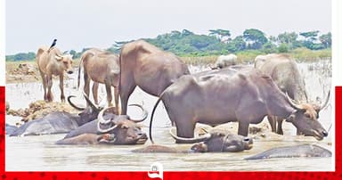 মহিষ চরাতেও চাঁদা!