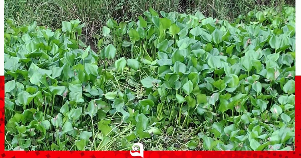 তাড়াশে খাল থেকে সিএনজি চালকের মরদেহ উদ্ধার