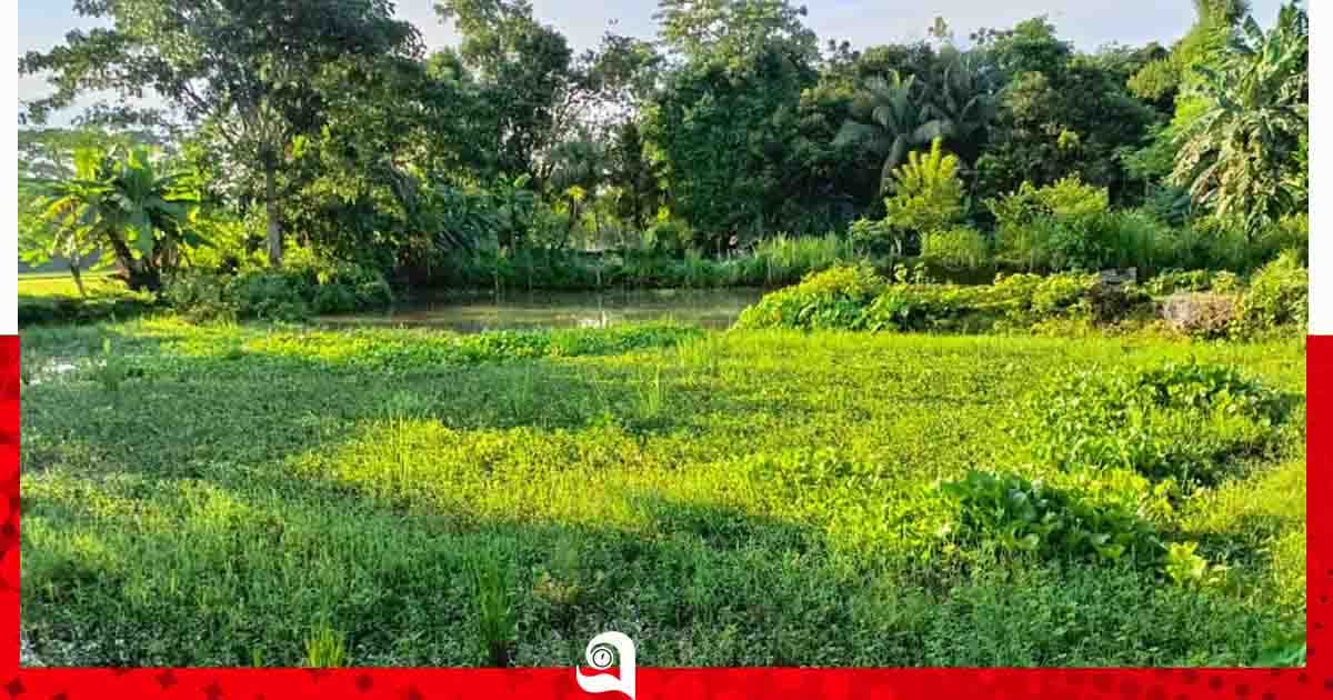 নিষেধাজ্ঞা উড়িয়ে প্রবাসীর জমি দখল, নিরাপত্তাহীনতায় পরিবার