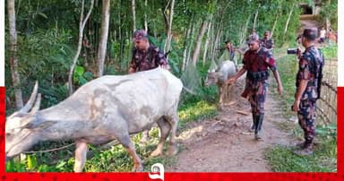 ১৪ মহিষের ৯টিই উধাও! বড়লেখায় বিএনপি নেতাদের নিয়ে তোলপাড়