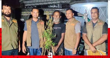 গোপালগঞ্জে গাঁজা গাছ চাষের অভিযোগে গ্রেপ্তার ১