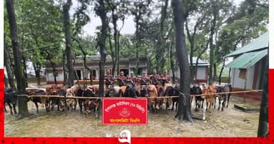 চার দিনের ব্যবধানে ফের ২৮ ভারতীয় গরু জব্দ
