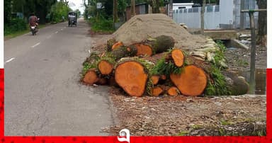 সিন্ডিকেট করে দুই হাজার গাছ পানির দামে বিক্রি
