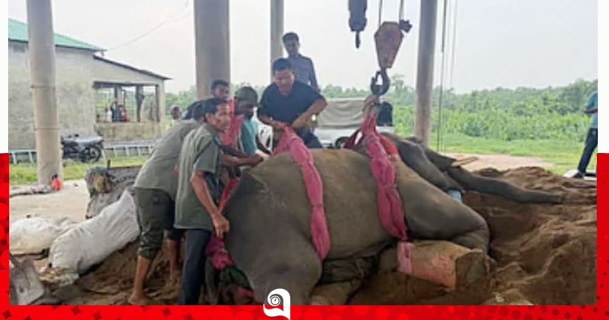 গাজীপুর সাফারি পার্কে একদিনের ব্যবধানে দুই হাতির মৃত্যু