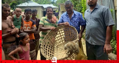 শ্রীমঙ্গলে বিপন্ন লজ্জাবতী বানর উদ্ধার