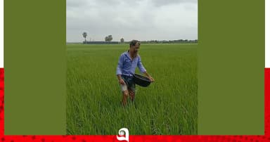 মোহনপুরে আমনের ভরা মৌসুমে সারের সস্তি