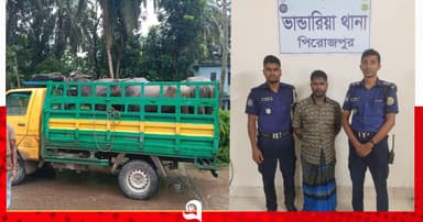 পিরোজপুরে মহিষসহ আন্তঃজেলা ডাকাত গ্রেপ্তার