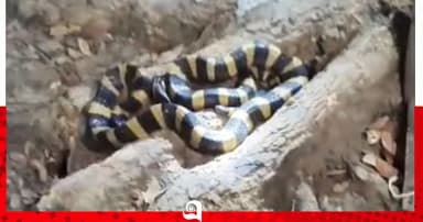দেখা মিলল বিরল শঙ্খিনী সাপের