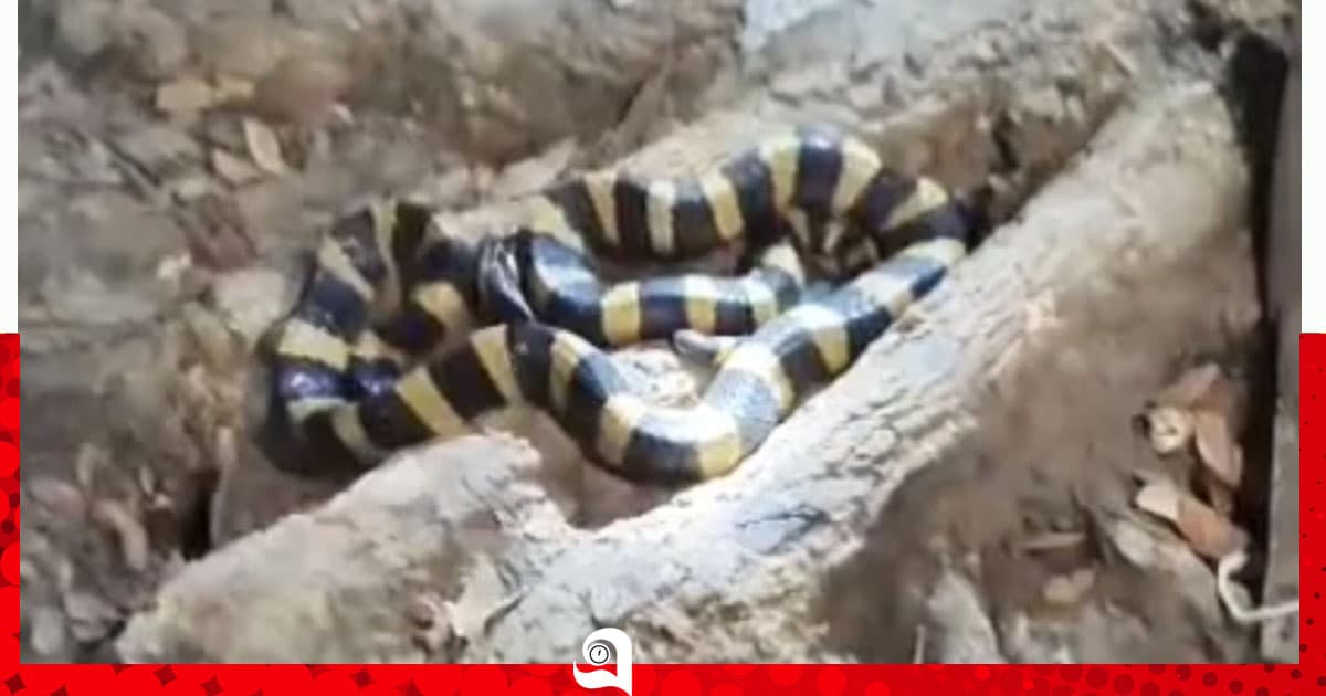 দেখা মিলল বিরল শঙ্খিনী সাপের