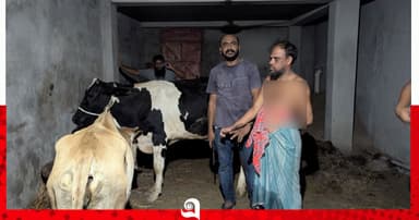 যুবদল নেতার ঘরে চোরাই গরু