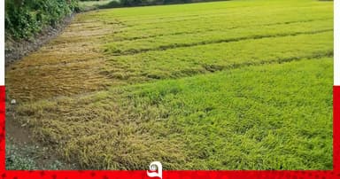 রাউজানে মাঠের ফসল মাঠেই নষ্ট হয়েছে