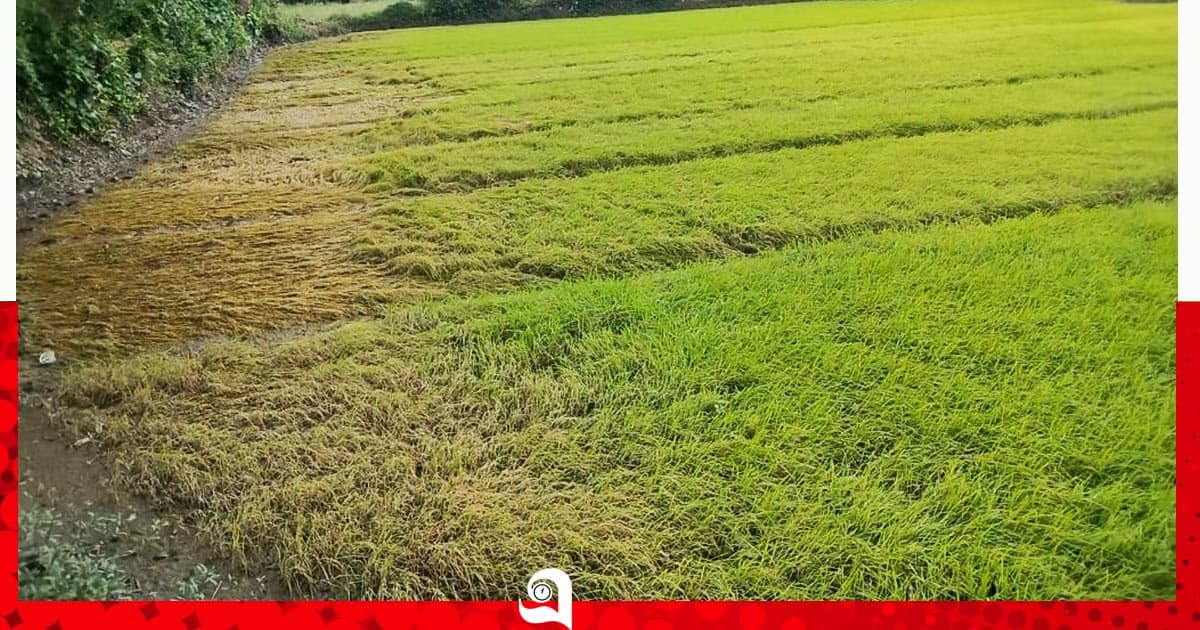 রাউজানে মাঠের ফসল মাঠেই নষ্ট হয়েছে