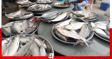 রুপালী ইলিশের ঝিলিক! জমজমাট পালেরচর মাছের বাজার