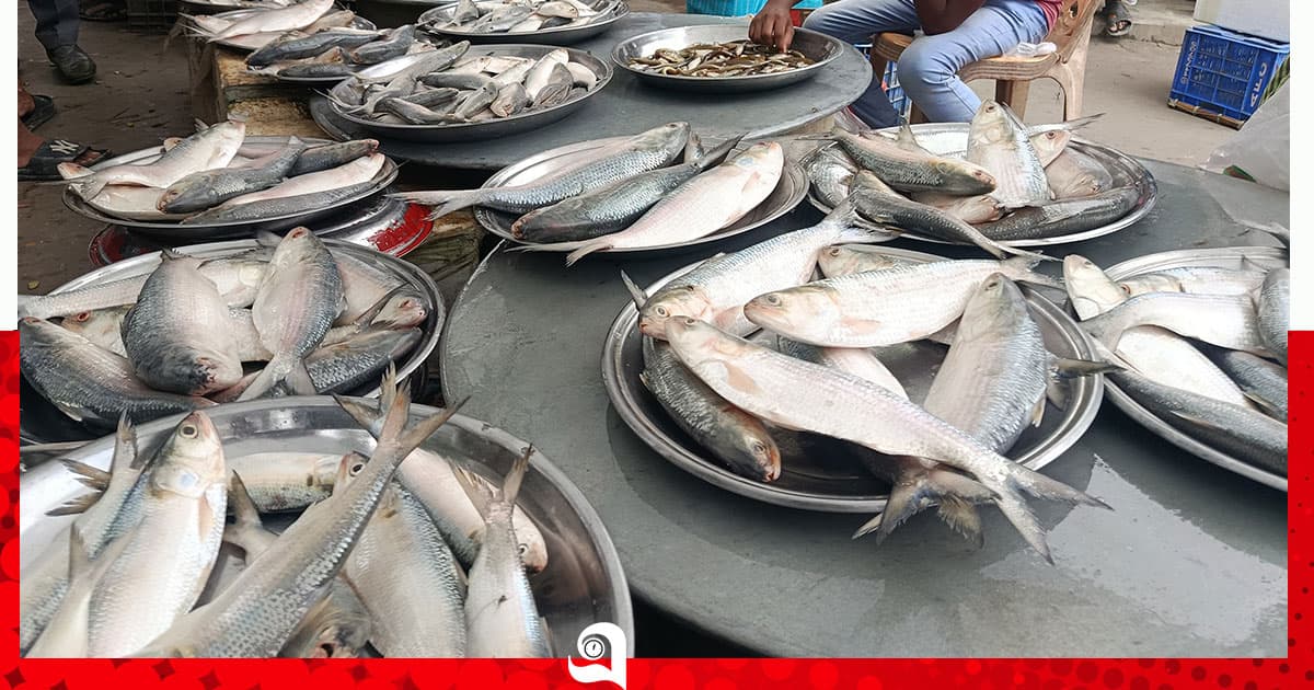 রুপালী ইলিশের ঝিলিক! জমজমাট পালেরচর মাছের বাজার