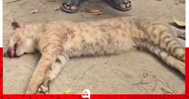 গোয়াইনঘাটে মেছো বাঘ পিটিয়ে হত্যা