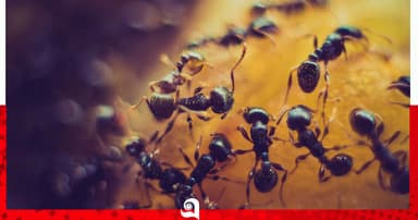ভালো সিদ্ধান্ত নিতে চান? পিঁপড়ের কাছ থেকে শিখুন