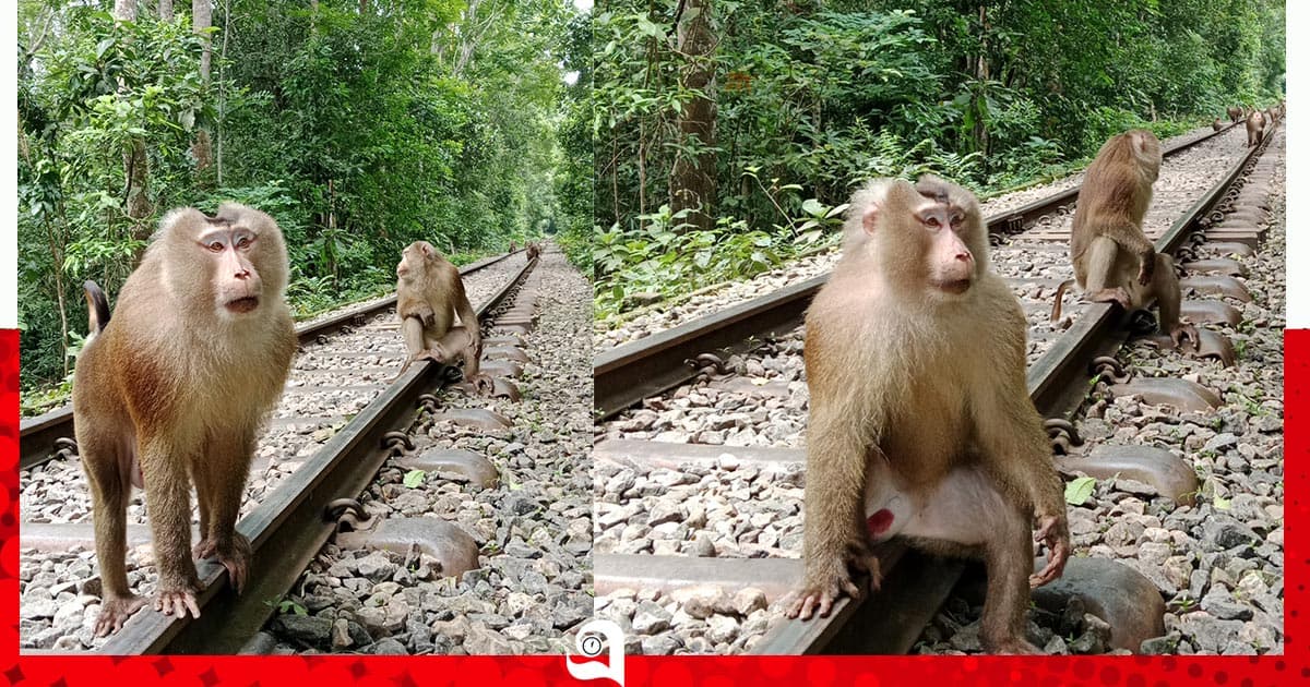 লাউয়াছড়ায় দেখা মিলল বিরল প্রজাতির 'উল্টোলেজি' বানরের