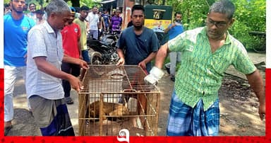 শ্রীমঙ্গলে বিদ্যুৎস্পৃষ্টে আহত উল্টোলেজি বানর উদ্ধার