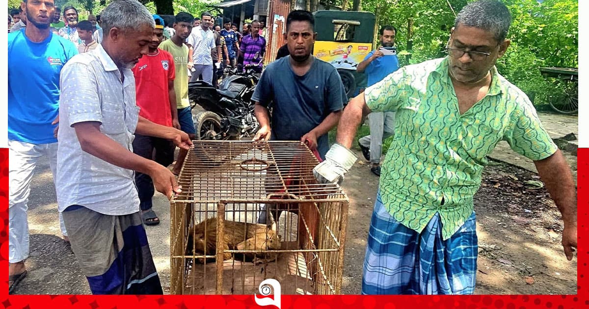 শ্রীমঙ্গলে বিদ্যুৎস্পৃষ্টে আহত উল্টোলেজি বানর উদ্ধার