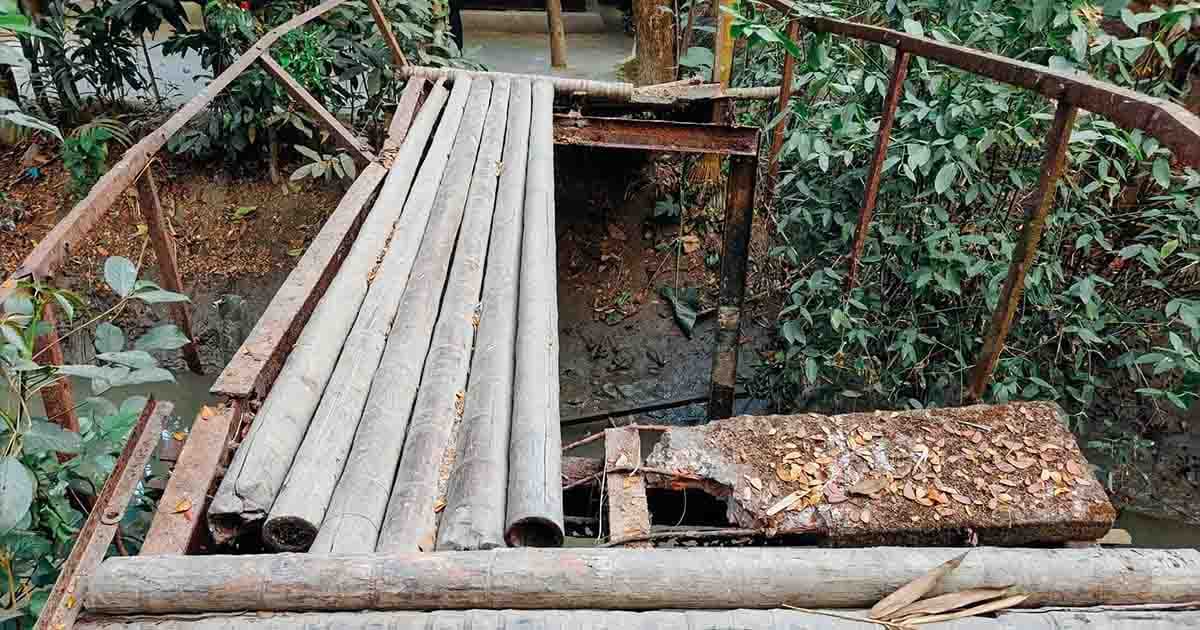 রাজাপুরে ভাঙাচোরা ব্রিজে চরম ঝুঁকি, সুপারি গাছের ভরসায় চলাচল