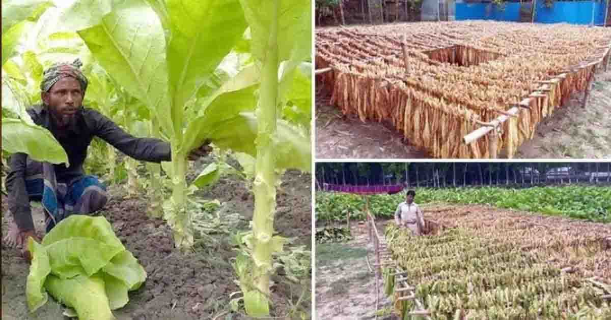 লামা-আলীকদমে তামাকের থাবায় হুমকিতে খাদ্যনিরাপত্তা ও পরিবেশ