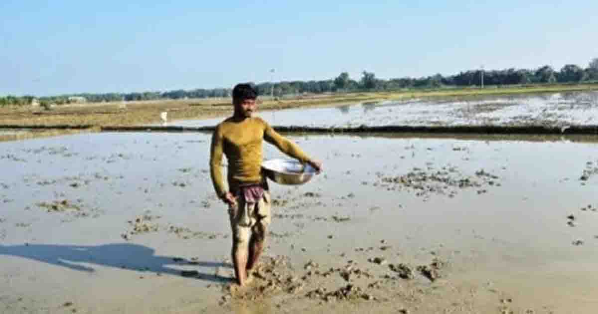 বোরো মৌসুমে সারের দামে ‘নীরব ডাকাতি’, অতিরিক্ত ব্যয়ে দিশেহারা কৃষক