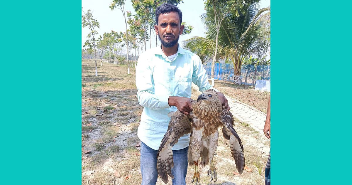 শরণখোলায় বিরল প্রজাতির ঈগল উদ্ধার