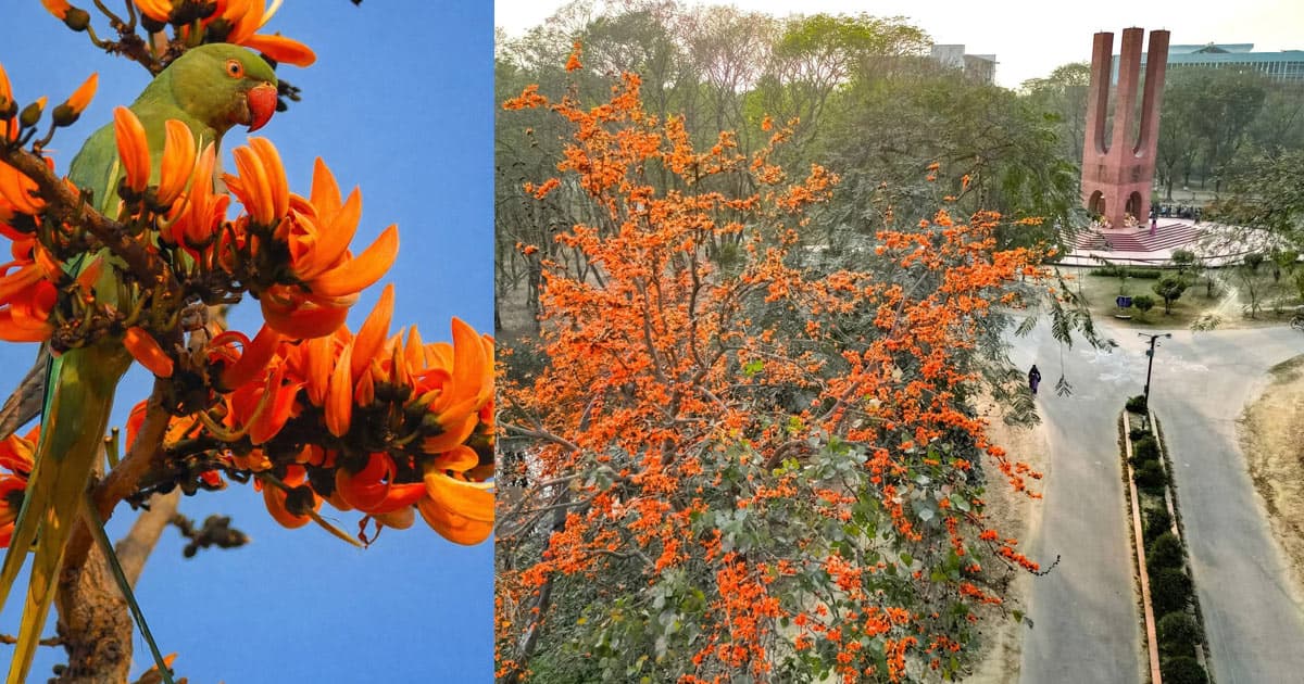 পলাশ ফুটলেই বোঝা যায় জাবিতে বসন্ত এসেছে