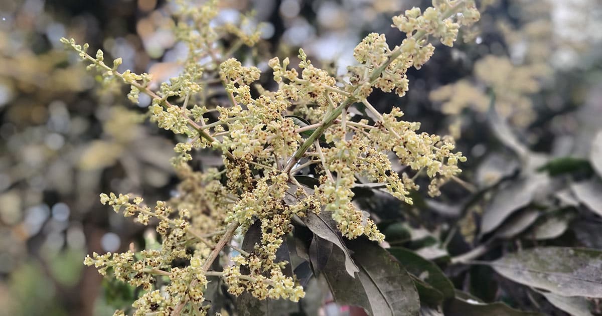 আশার মুকুলে শিলের ভয়