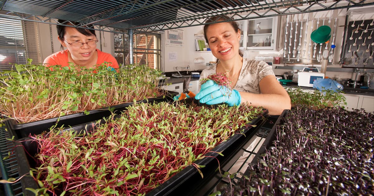 মাইক্রোগ্রিনস কী, বাড়িতে চাষ করবেন যেভাবে