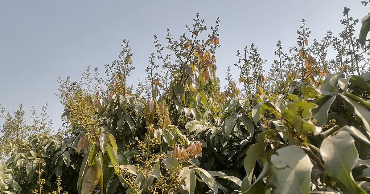 লিচুর সোনালি মুকুল দোল খাচ্ছে বাগানে