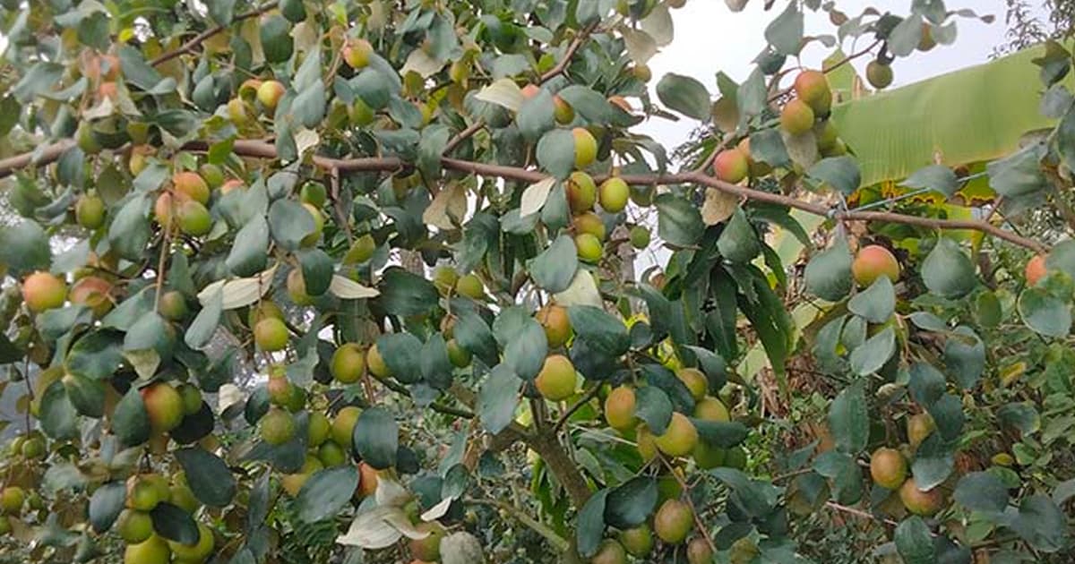 দশমিনায় বিভিন্ন জাতের কুলের ফলনে কৃষি উদ্যোক্তা কৃষক খুশি