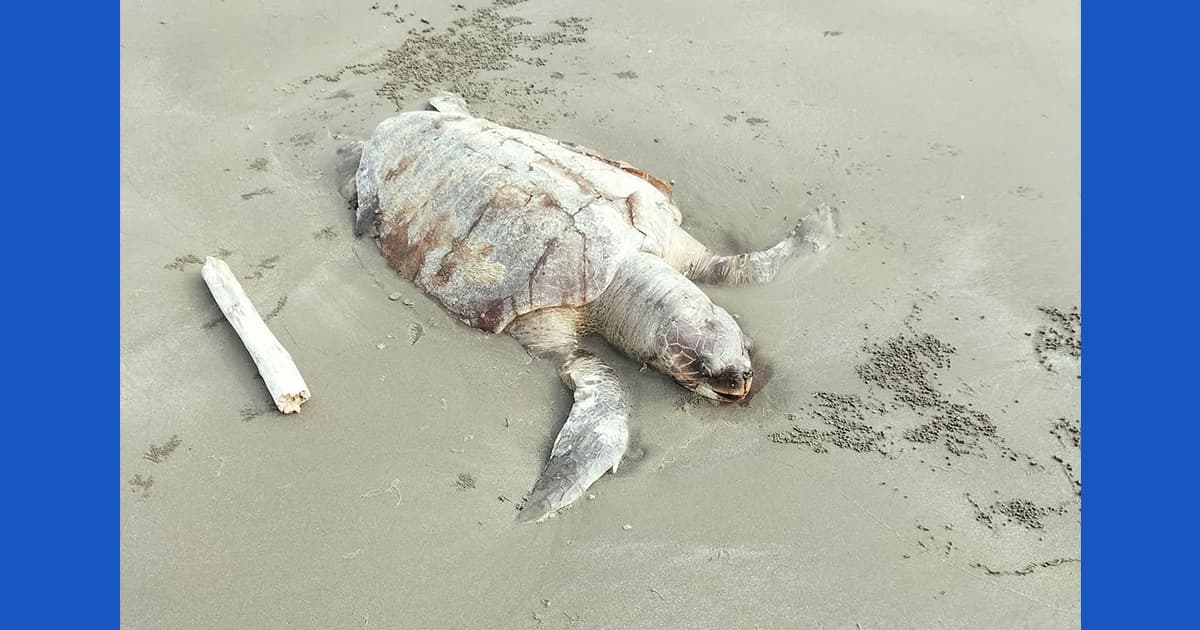 মহেশখালীর সমুদ্রসৈকতে মা কাছিমের রহস্যজনক মৃত্যু