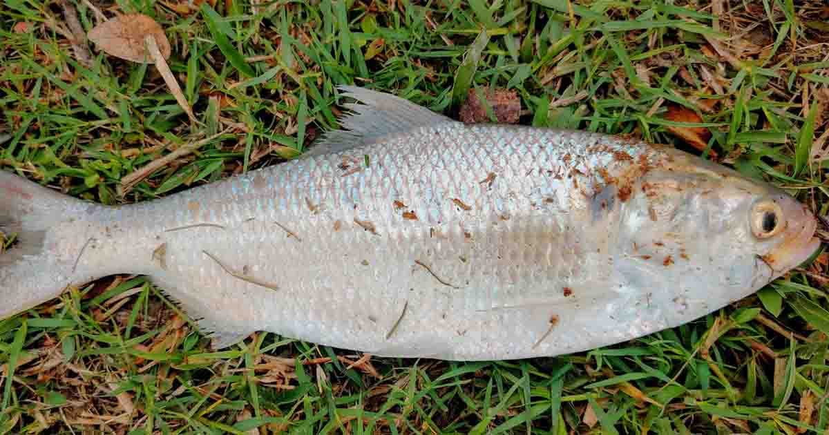 নোয়াখালীতে পুকুরে ধরা পড়ল রুপালি ইলিশ