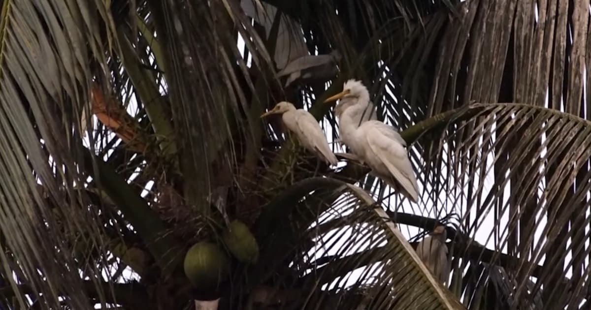 অনিয়ন্ত্রিত নগরায়নের ফলে পাখির আবাস কমছে বরিশালে