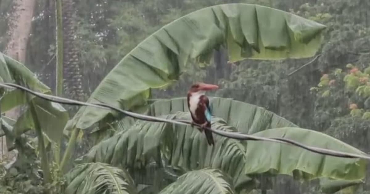 টানা বৃষ্টিতে আশ্রয়ের খোঁজে লোকালয়ে পাখিরা