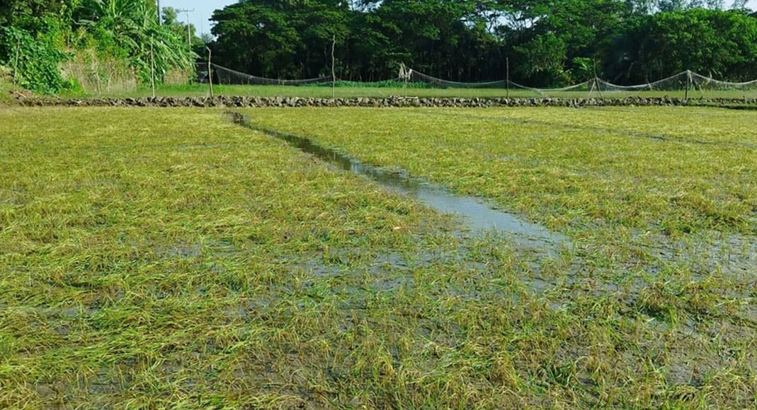 অতিবর্ষণ ও জলাবদ্ধতায় ২৫ হাজার হেক্টর ফসলের ক্ষতি