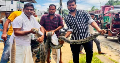 শ্রীমঙ্গলে বিশালাকার অজগর উদ্ধার, লাউয়াছড়ায় অবমুক্ত