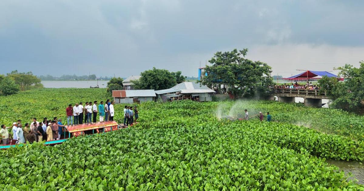 চলনবিলে কচুরিপানা পরিষ্কারের উদ্যোগ