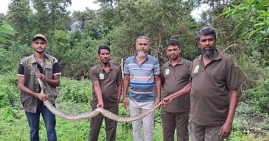 খাবারের সন্ধানে একের পর এক সাপ লোকালয়ে