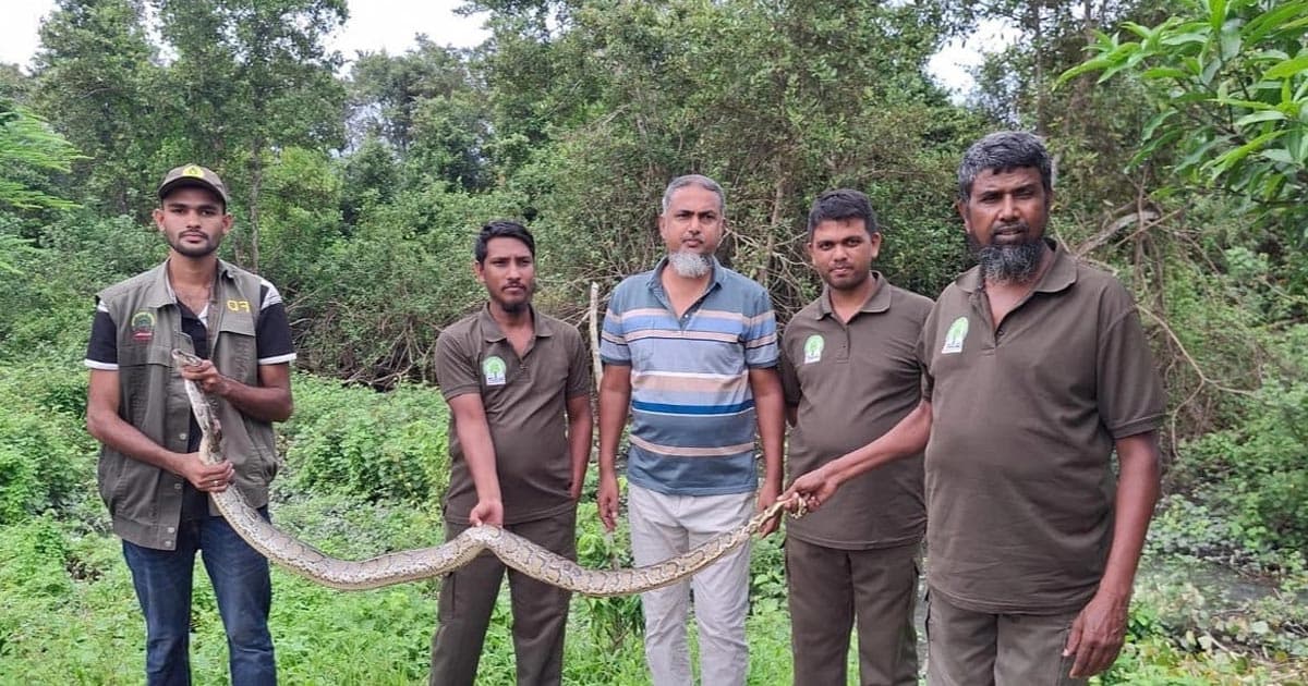 খাবারের সন্ধানে একের পর এক সাপ লোকালয়ে