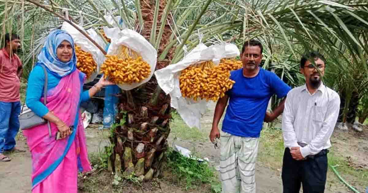 আটঘরিয়ায় বাণিজ্যিক খেজুর বাগান পরিদর্শনে উপজেলা কৃষি কর্মকর্তা