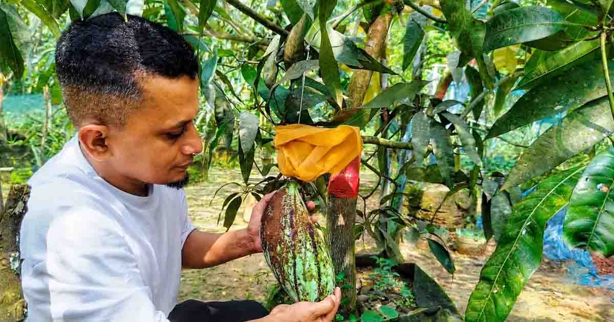 রেজাউলের বাগানে ৩৭ জাতের আম, দেশি-বিদেশি শতাধিক ফলগাছ