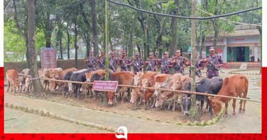 সীমান্তে জব্দ ভারতীয় গরু নিলামে বিক্রি