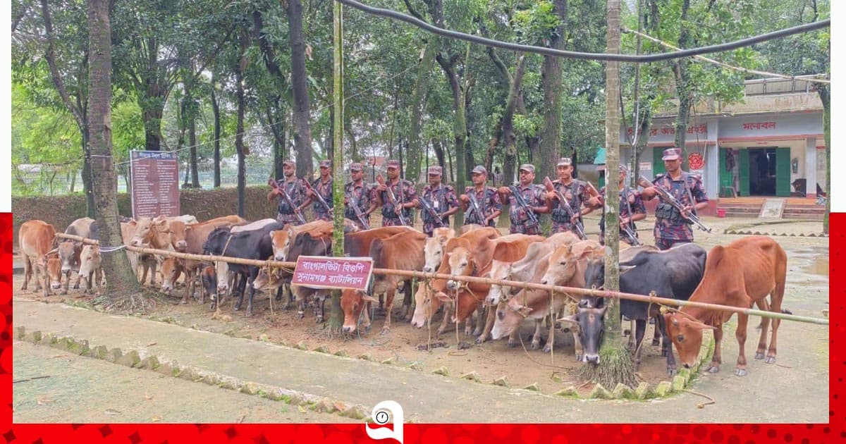সীমান্তে জব্দ ভারতীয় গরু নিলামে বিক্রি